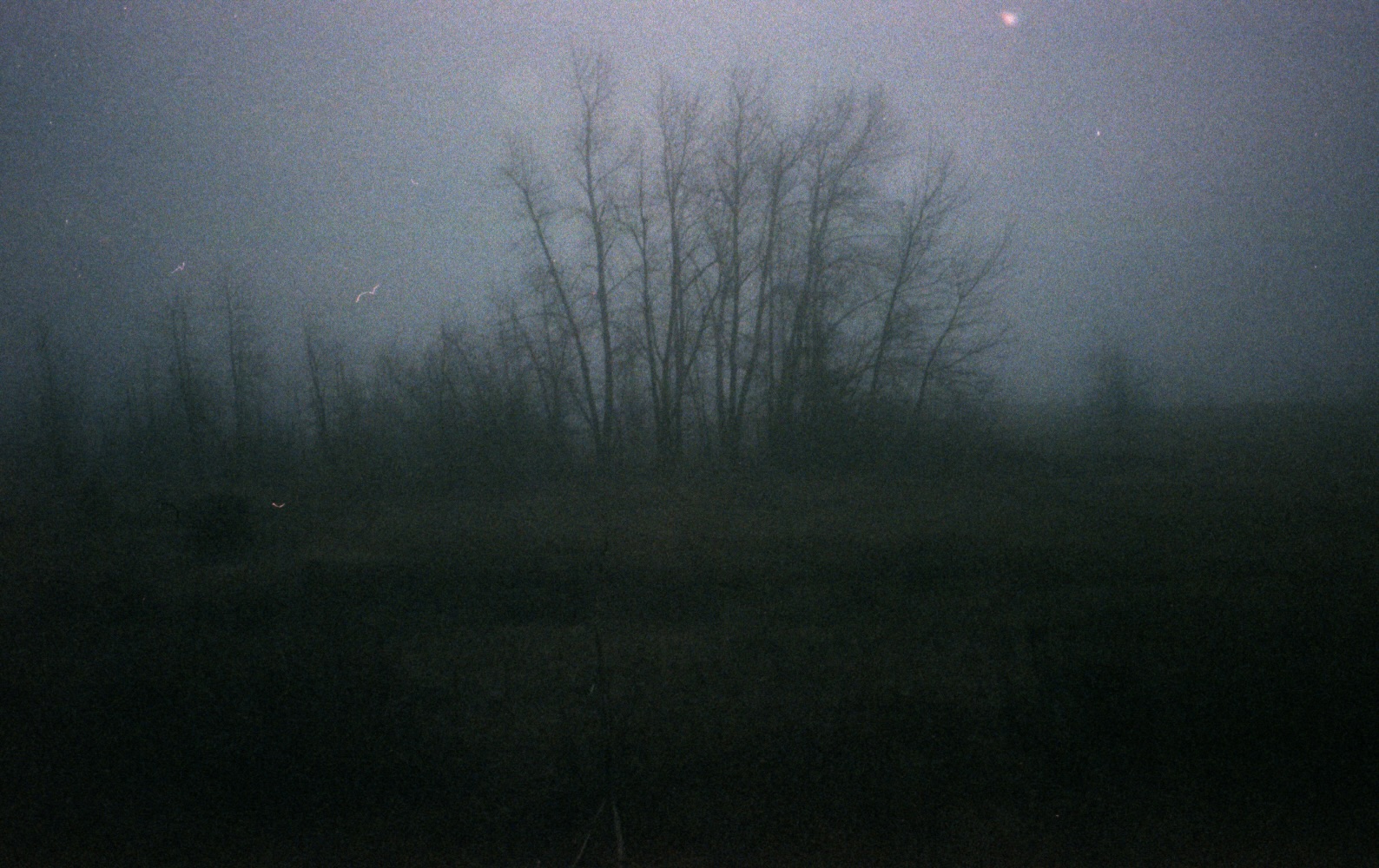 trees